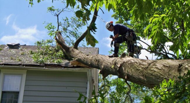 St George Tree Service